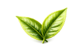 Silver Needle White Tea